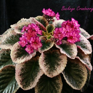 Variegated Buckeye cranberry sparkler violet starter plant (ALL PLANTS require you to purchase 2 plants!)