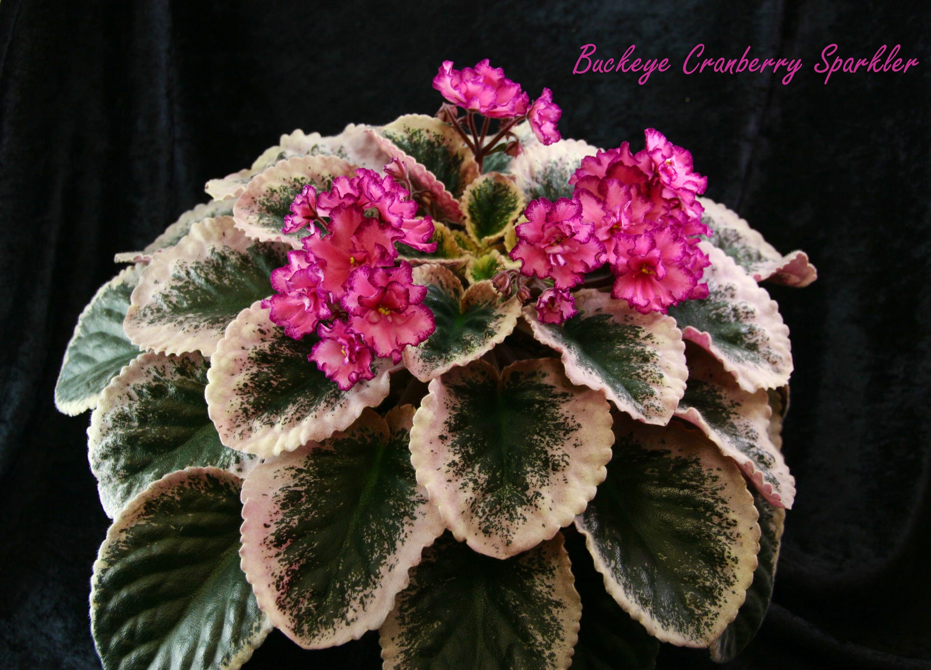 Variegated Buckeye Cranberry Sparkler Violet Starter Plant (ALL