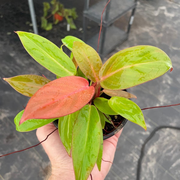 Philodendron red sun 4” pot (ALL PLANTS require you to purchase 2 plants!)