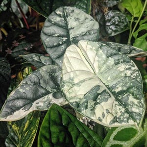 May include: Close-up of Alocasia Dragon Scale leaves. The leaves are a mix of dark green, light green, and white, with a textured, scale-like pattern. The plant is surrounded by other green foliage.