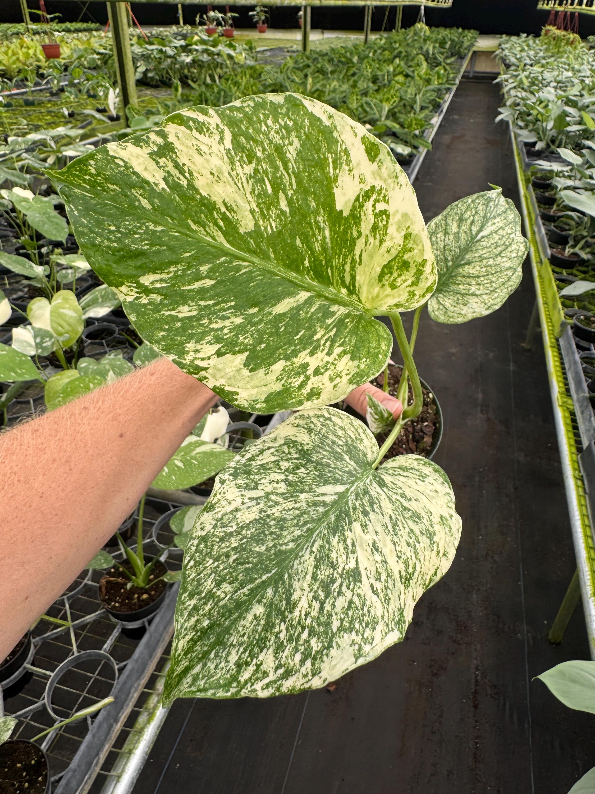 Monstera Mint 4” Pot (ALL PLANTS Require You to Purchase 2 Plants