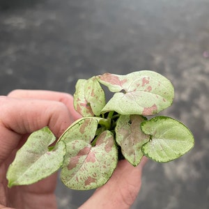 K&ouml;nnte beinhalten: Eine kleine, eingetopfte Pflanze mit gr&uuml;nen und rosa Bl&auml;ttern. Die Bl&auml;tter haben eine Herzform und sind mit rosa Flecken &uuml;bers&auml;t.