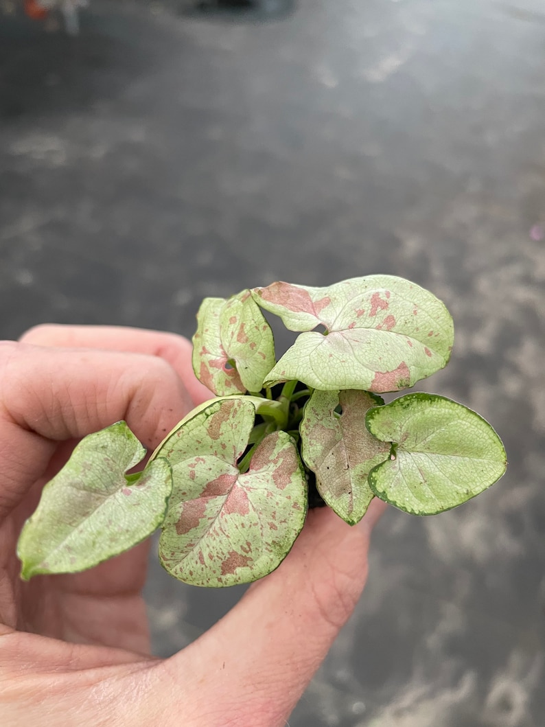 K&ouml;nnte beinhalten: Eine kleine, eingetopfte Pflanze mit gr&uuml;nen und rosa Bl&auml;ttern. Die Bl&auml;tter haben eine Herzform und sind mit rosa Flecken &uuml;bers&auml;t.