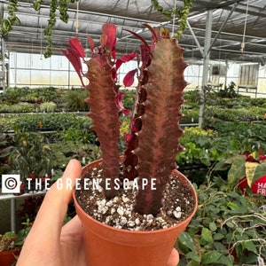 Euphorbia Trigona red 4” pot (ALL PLANTS require you to purchase 2 plants!)