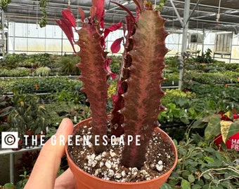 Euphorbia Trigona red 4” pot (ALL PLANTS require you to purchase 2 plants!)