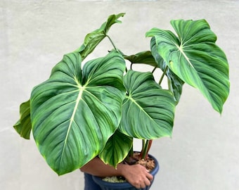 Plante de démarrage Philodendron Dean McDowell (TOUTES LES PLANTES DE DÉMARRAGE nécessitent l'achat de 2 plantes !)