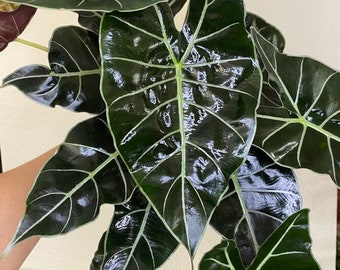 Alocasia dragons tooth Starter Plant (ALL STARTER PLANTS require you to purchase 2 plants!)