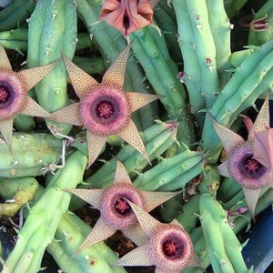 Huernia procumbens 4” pot (ALL PLANTS require you to purchase 2 plants!)