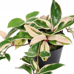 Hoya carnosa albomarginata Starter Plant (ALL STARTER PLANTS require you to purchase 2 plants!)