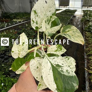 May include: A close-up of a houseplant with large, variegated leaves. The leaves are a mix of white, cream, and green. The text "THE GREEN ESCAPE" is visible at the bottom of the image.