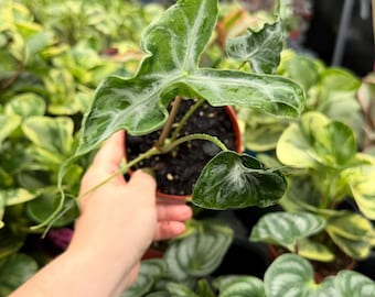 Exact Plant Alocasia Telletubbies Specific 4” Pot 7708LSE | G/H (All PLANTS require you to purchase 2 plants!)