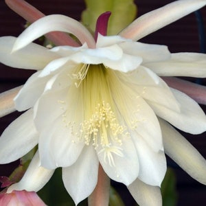 Fishbone cactus/Ric rac cactus (epiphyllum anguliger) Starter Plant (ALL STARTER PLANTS require you to purchase 2 plants!)