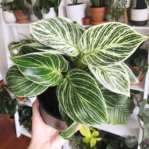 Philodendron Birkin Starter Plant (ALL STARTER PLANTS require you to purchase 2 plants!)