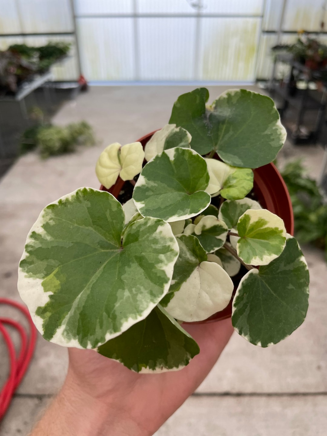 Variegated Farfugium Gigantea tractor Seat 4 Pot ALL Etsy