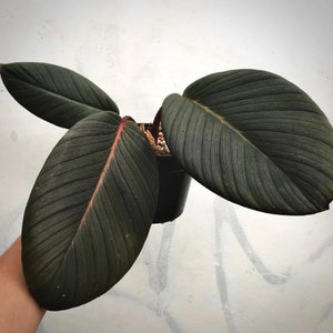 homalomena .sp red Sumatra Starter Plant (ALL STARTER PLANTS require you to purchase 2 plants!)