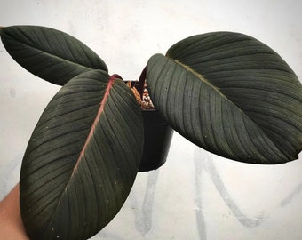 homalomena .sp red Sumatra Starter Plant (ALL STARTER PLANTS require you to purchase 2 plants!)