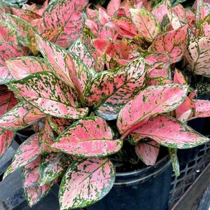 Aglaonema Wishes Starter Plant (ALL STARTER PLANTS require you to purchase 2 plants!)