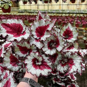 Harmonys baby dragon heart begonia Starter Plant (ALL STARTER PLANTS require you to purchase 2 plants!)