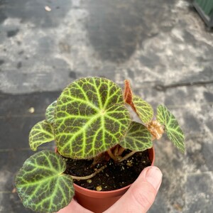 Begonia klemmei 4 pot ALL PLANTS require you to purchase 2 plants image 3