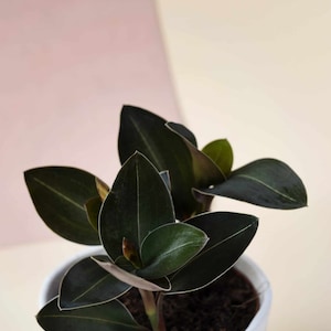 Black jewel (Ludisia discolor var. nigracans) Starter Plant (ALL STARTER PLANTS require you to purchase 2 plants!)