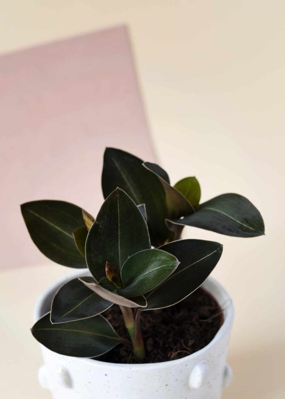 Joya negra Ludisia discolor var. nigracans Planta de inicio - Etsy España