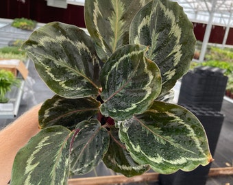 Calathea medallion 4” pot (ALL PLANTS require you to purchase 2 plants!)