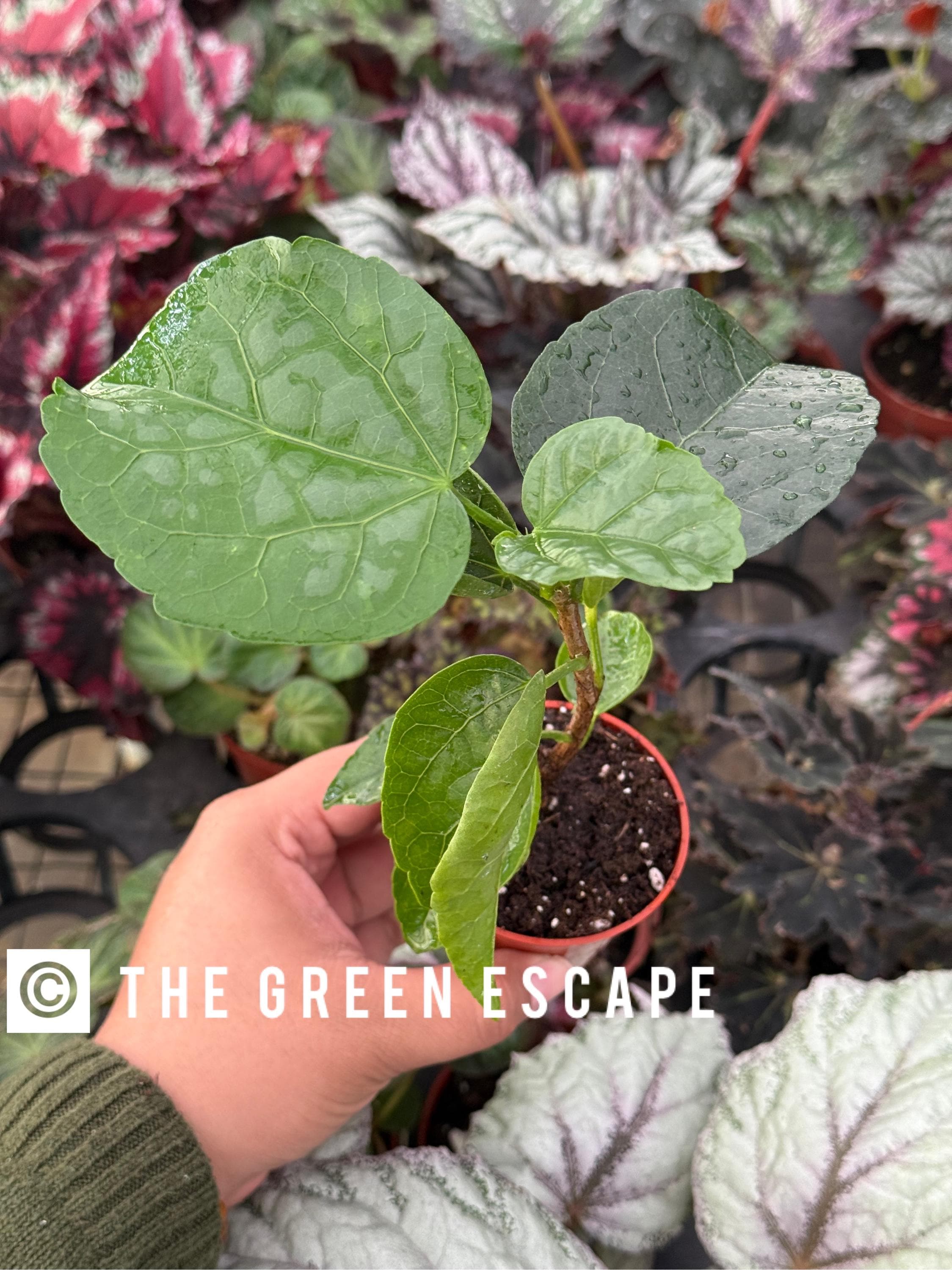 Randy Henson's Legacy Hibiscus 2” Pot (ALL PLANTS Require You to