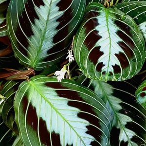 maranta massangeana Starter Plant (ALL STARTER PLANTS require you to purchase 2 plants!)