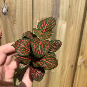 Fittonia red (nerve plant) Starter Plant (ALL STARTER PLANTS require you to purchase 2 plants!)