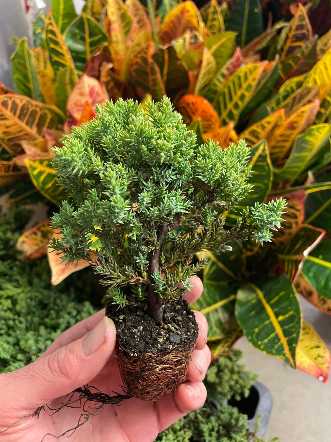 Bonsai Starter Plant ALL STARTER PLANTS Require You to Etsy