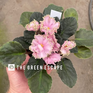 RM vesna African violet starter plant (ALL PLANTS require you to purchase 2 plants!)