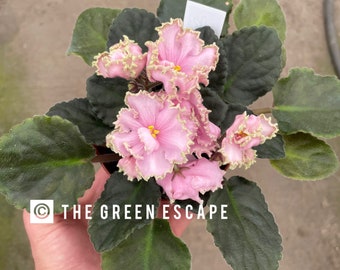 RM Vesna African Violet Starter Plant (ALL PLANTS require you to purchase 2 plants!)