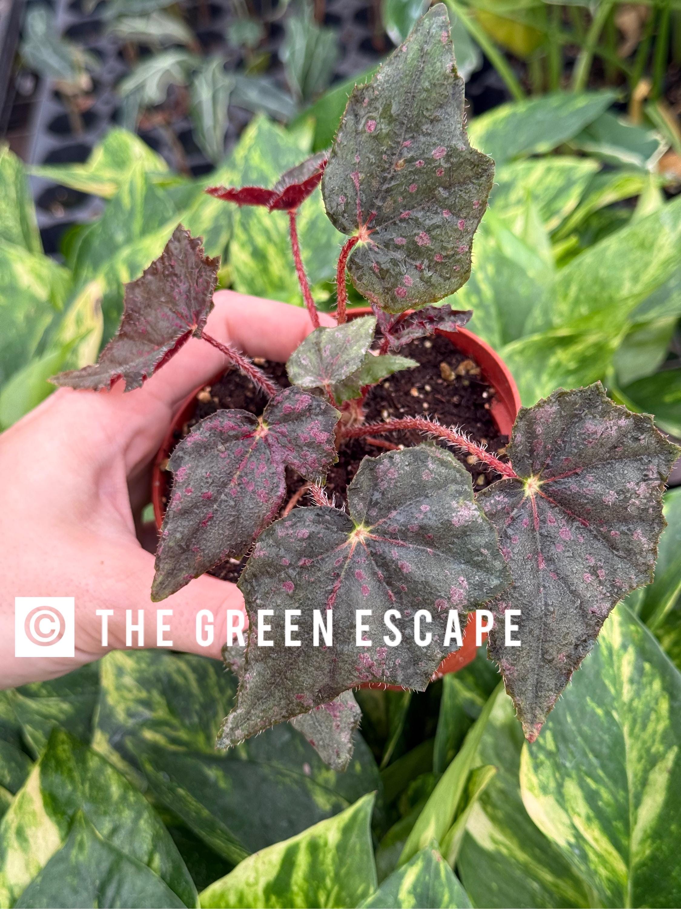 Saxons Mystery Begonia 4”pot (ALL PLANTS Require You to Purchase 2