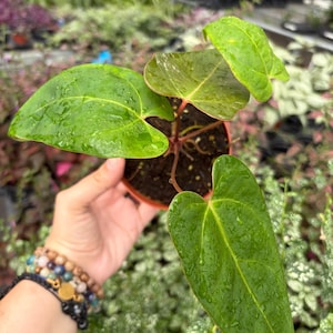 Anthurium Subsignatum - Etsy