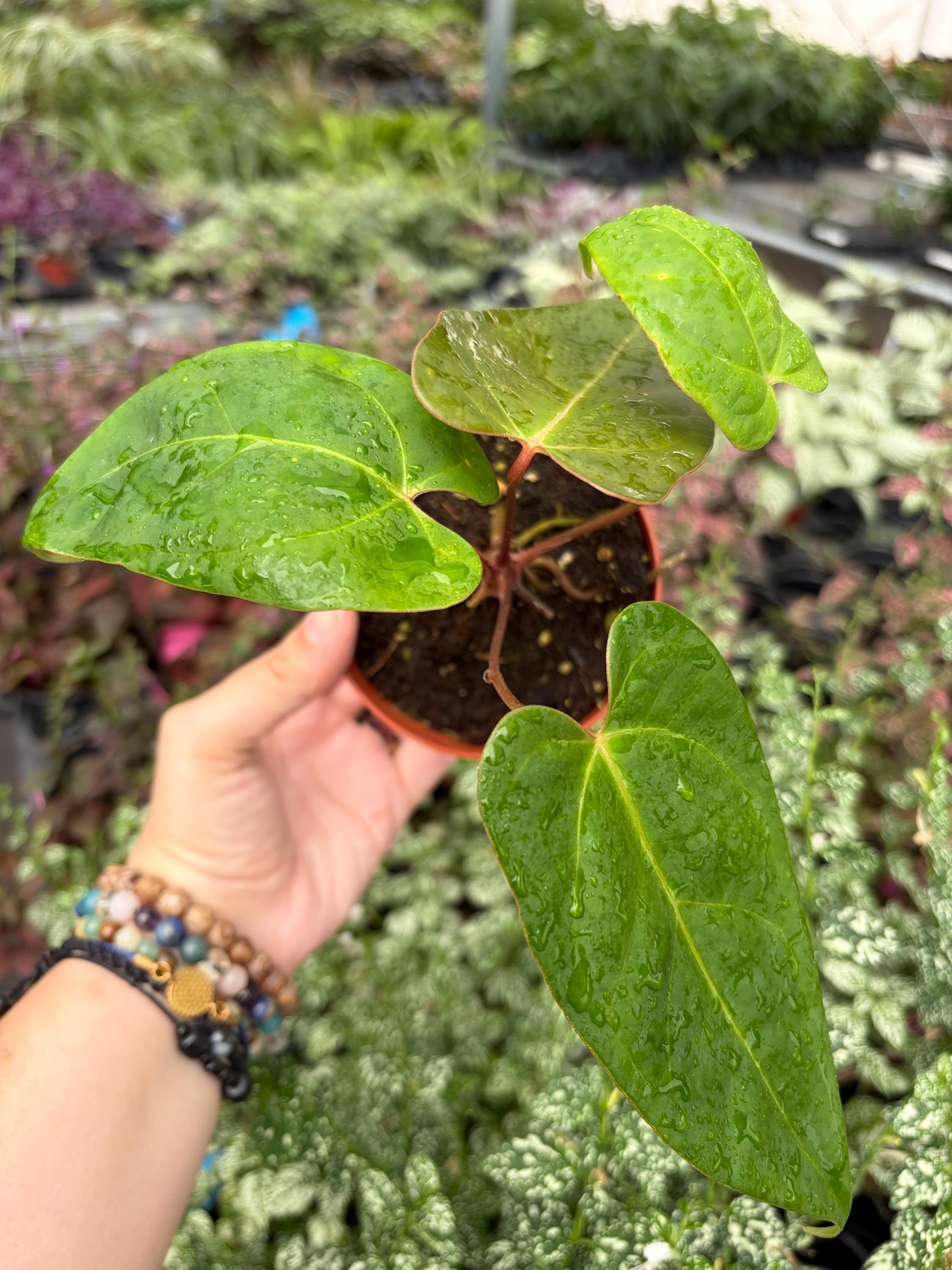 Anthurium Subsignatum - Etsy