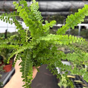 Exact Plant Lemon Button Fern Specific 4” Pot 5383 DAE | G/H (All PLANTS require you to purchase 2 plants!)