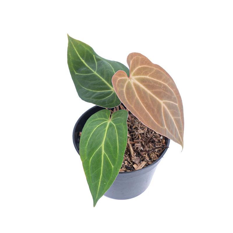 Anthurium Papillilaminum Dark Form - Etsy