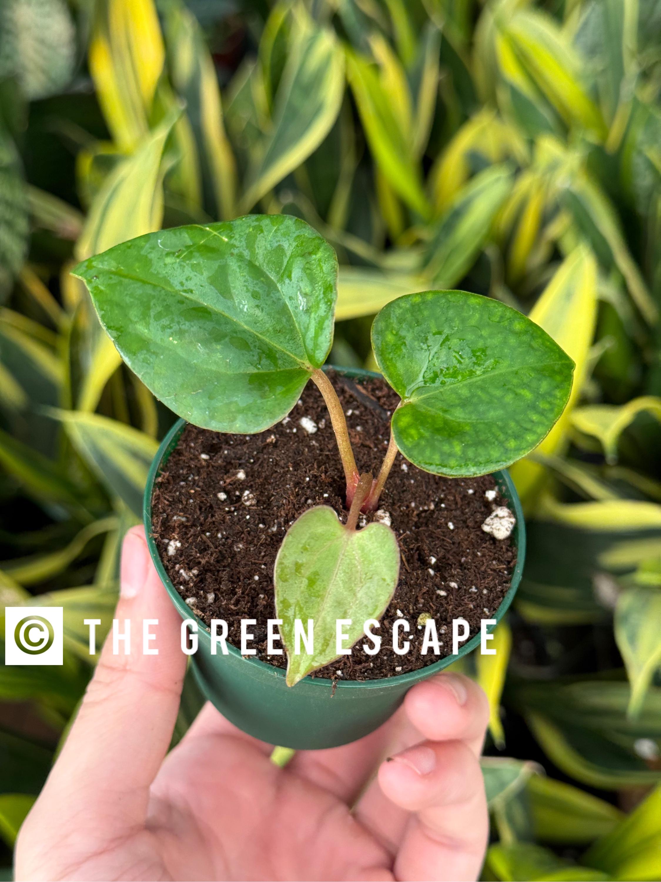 Anthurium Dark Phoenix 2” Pot (ALL PLANTS Require You to Purchase