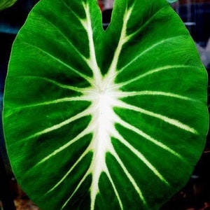 Colocasia Nancy’s revenge Starter Plant (ALL STARTER PLANTS require you to purchase 2 plants!)