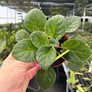 May include: A potted African violet plant with large, green, velvety leaves and a few small pink flowers. The leaves have white edges. The plant is in a small brown pot, and a yellow tag is visible.