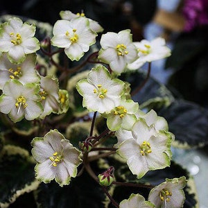 Ma’s frogland African violet starter plant (ALL Starter PLANTS require you to purchase 2 plants!)