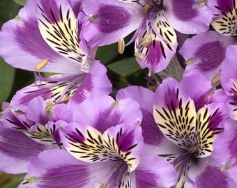 alstroemeria colorita mulan Starter Plant (ALL STARTER PLANTS require you to purchase 2 plants!)