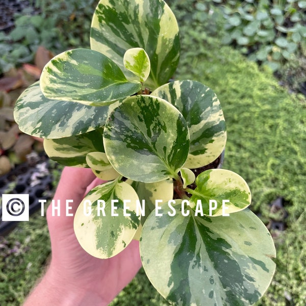 Marble variegated Peperomia 4”pot (ALL PLANTS require you to purchase 2 plants!)