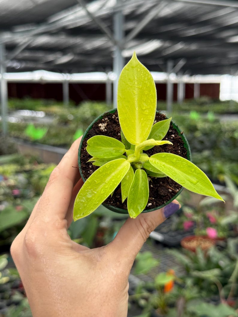 TheGreenEscape Philodendron Imperial - Thumbnail 3