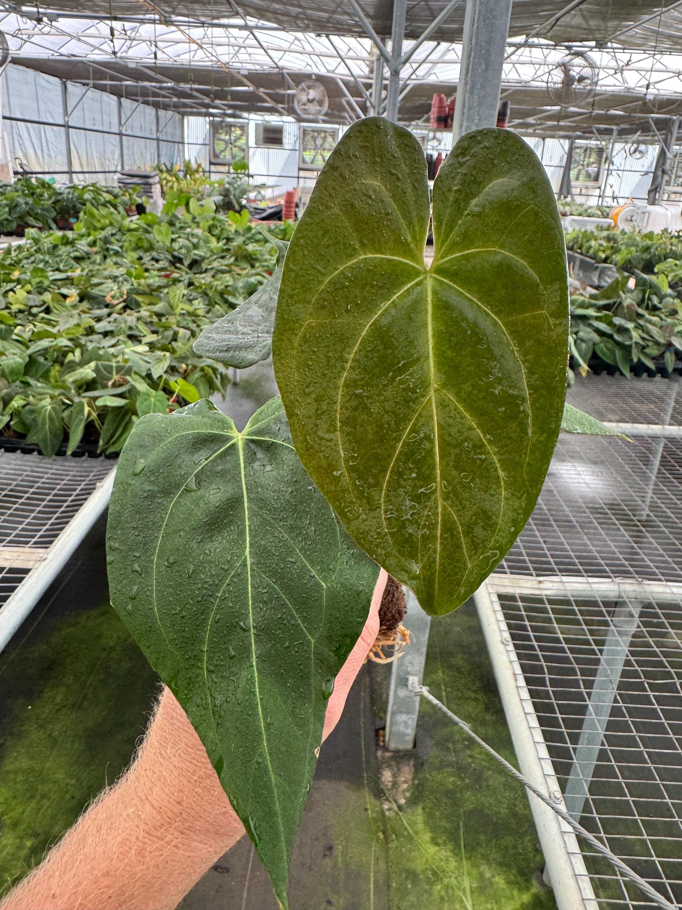 Seed Grown Anthurium Ace of Spades X Papillilaminum Red Stem Plant