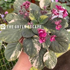 Hunters fire and ice African violet starter plant (ALL Starter PLANTS require you to purchase 2 plants!)