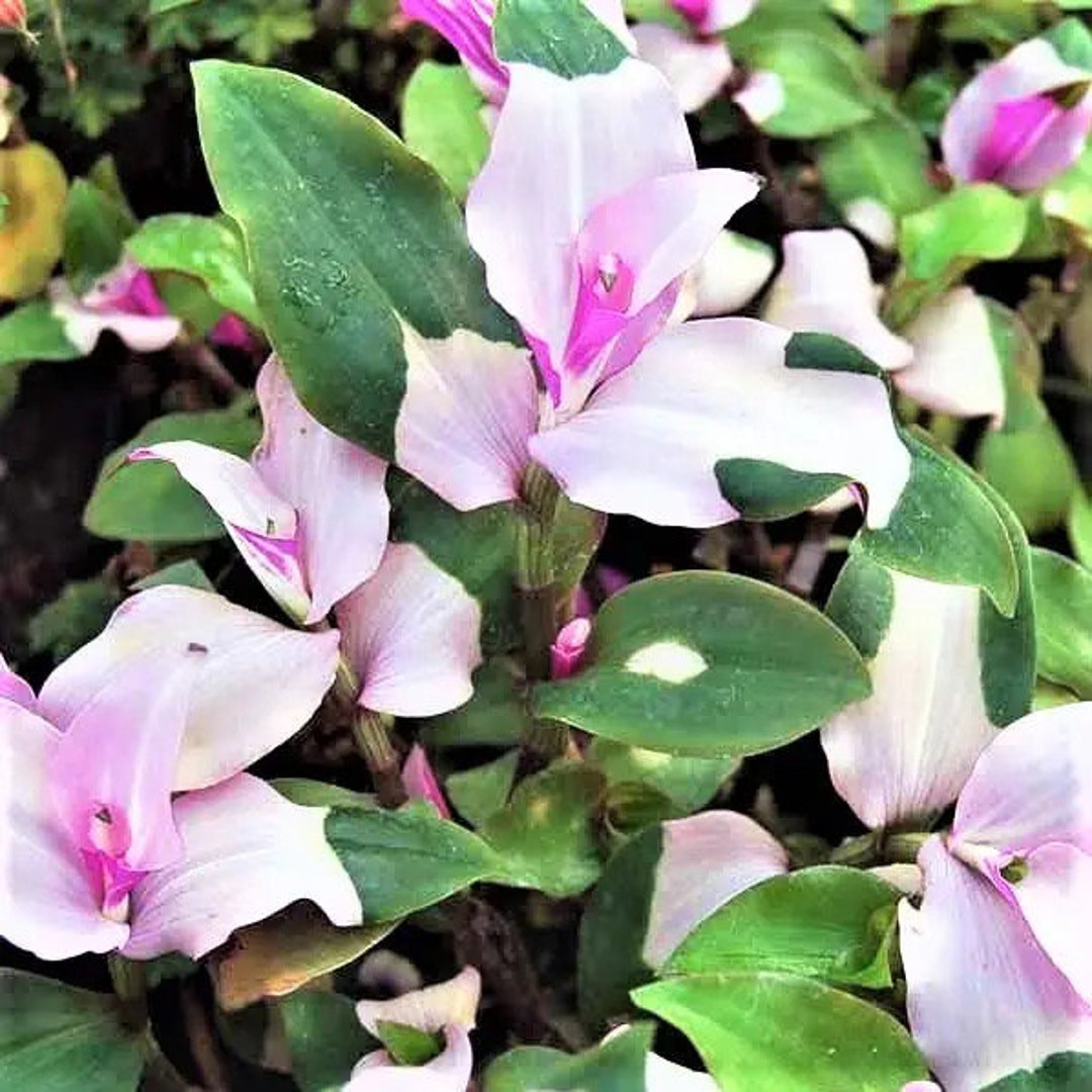 Tradescantia Blushing Bride Wandering Jew Starter Plant ALL STARTER PLANTS Require You to