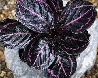 Calathea Dottie Starter Plant (ALL STARTER PLANTS require you to purchase 2 plants!)
