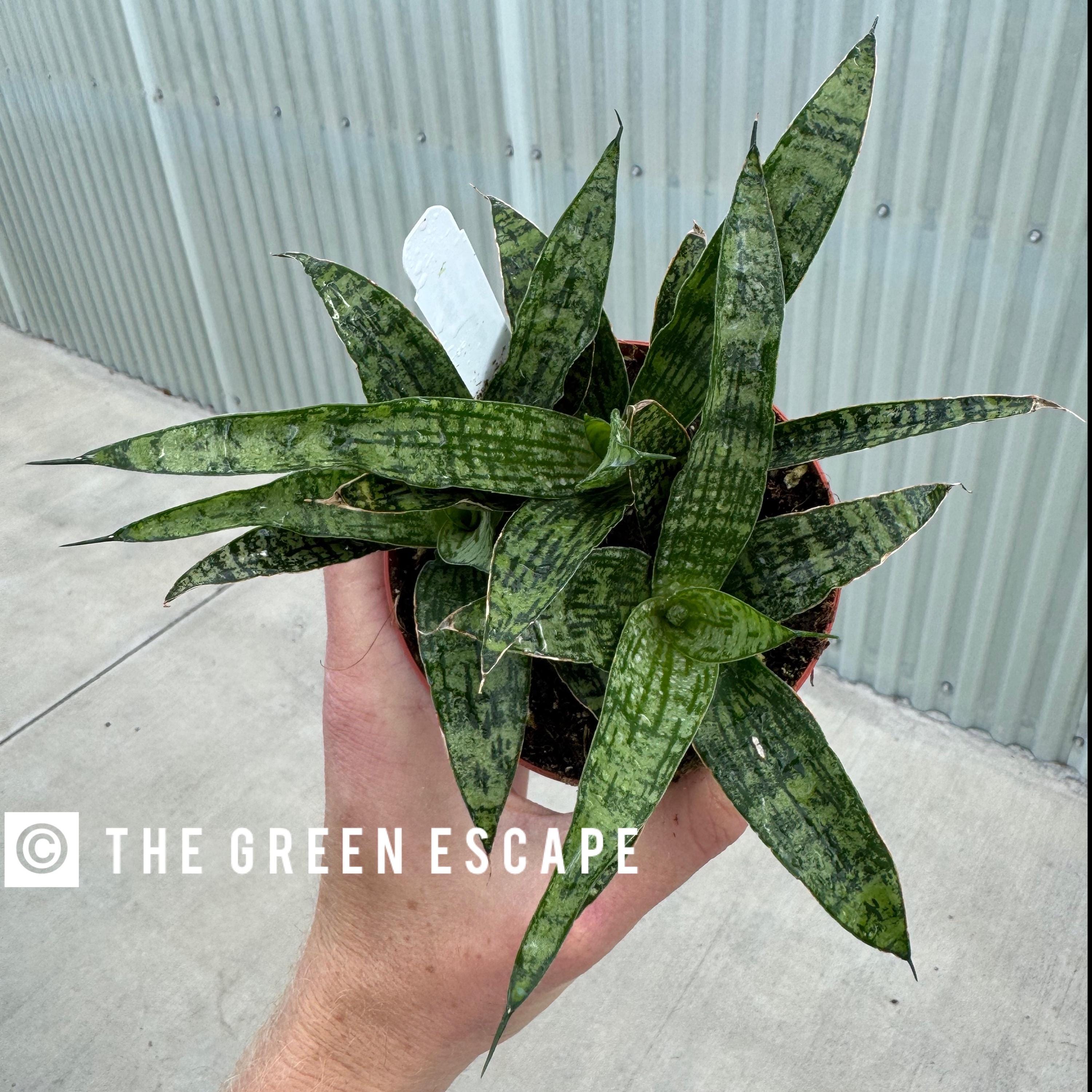 Sansevieria silver steel 4”pot (ALL PLANTS require you to purchase 2 plants!)