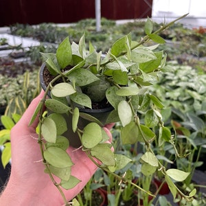 Hoya krohniana Eskimo 4” pot (ALL PLANTS require you to purchase 2 plants!)